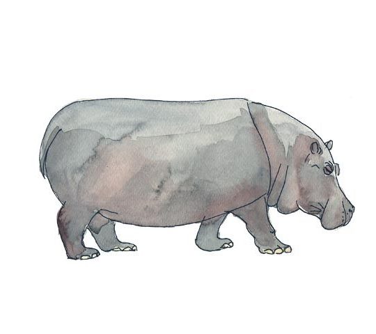 Acuarela Hipopótamo 24x18cm Serie Animales de Elena Calonje